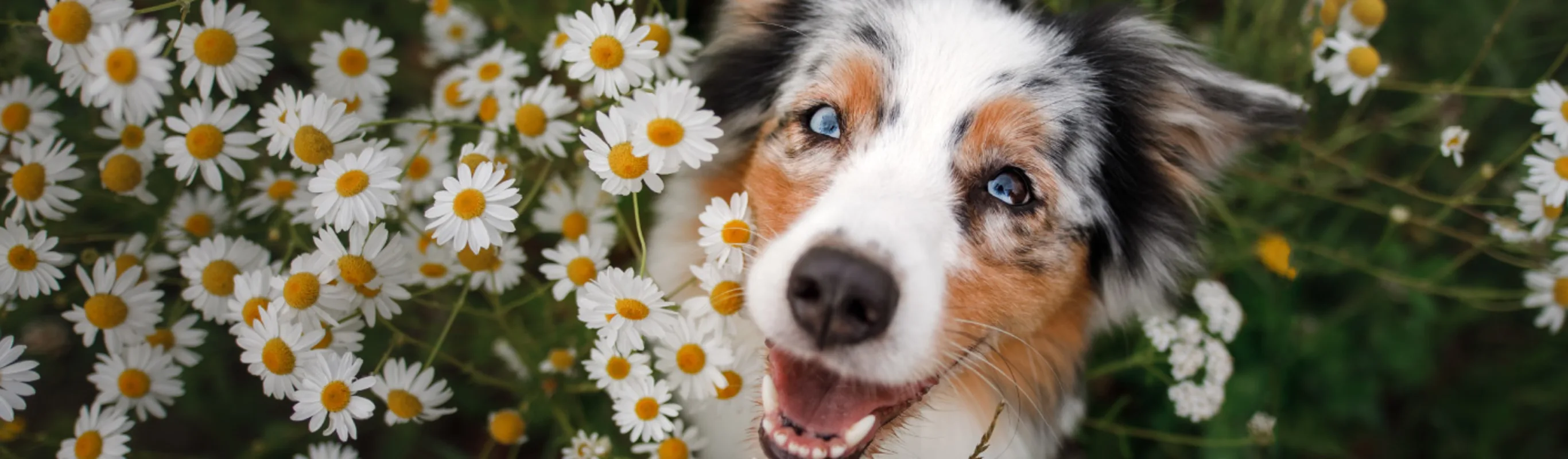 Blue eyed dog with flowers Blue eyed dog with flowers