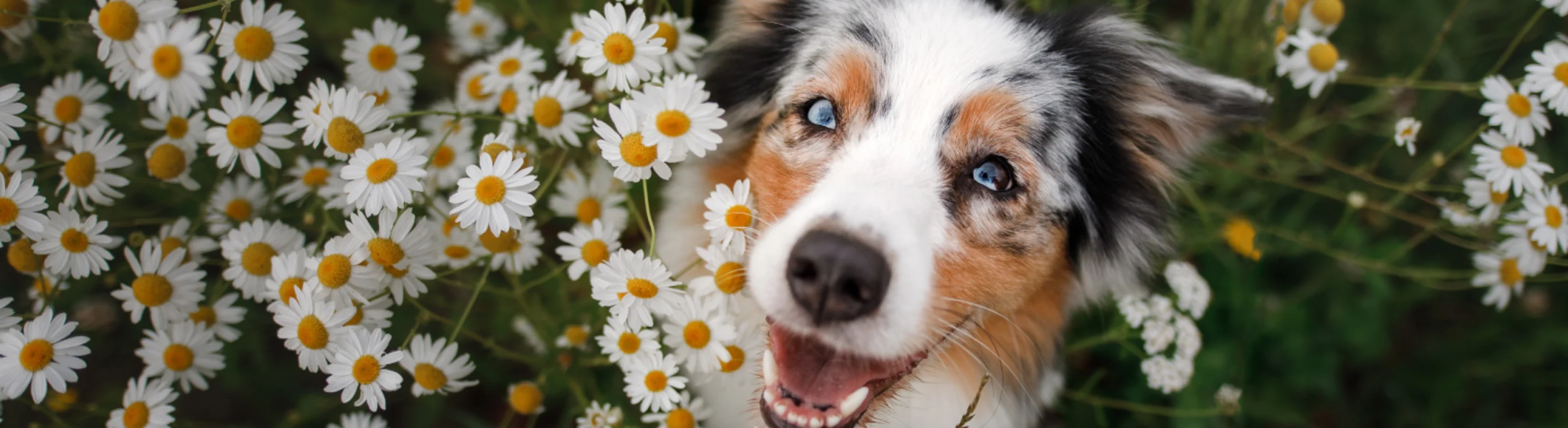 Blue eyed dog with flowers Blue eyed dog with flowers