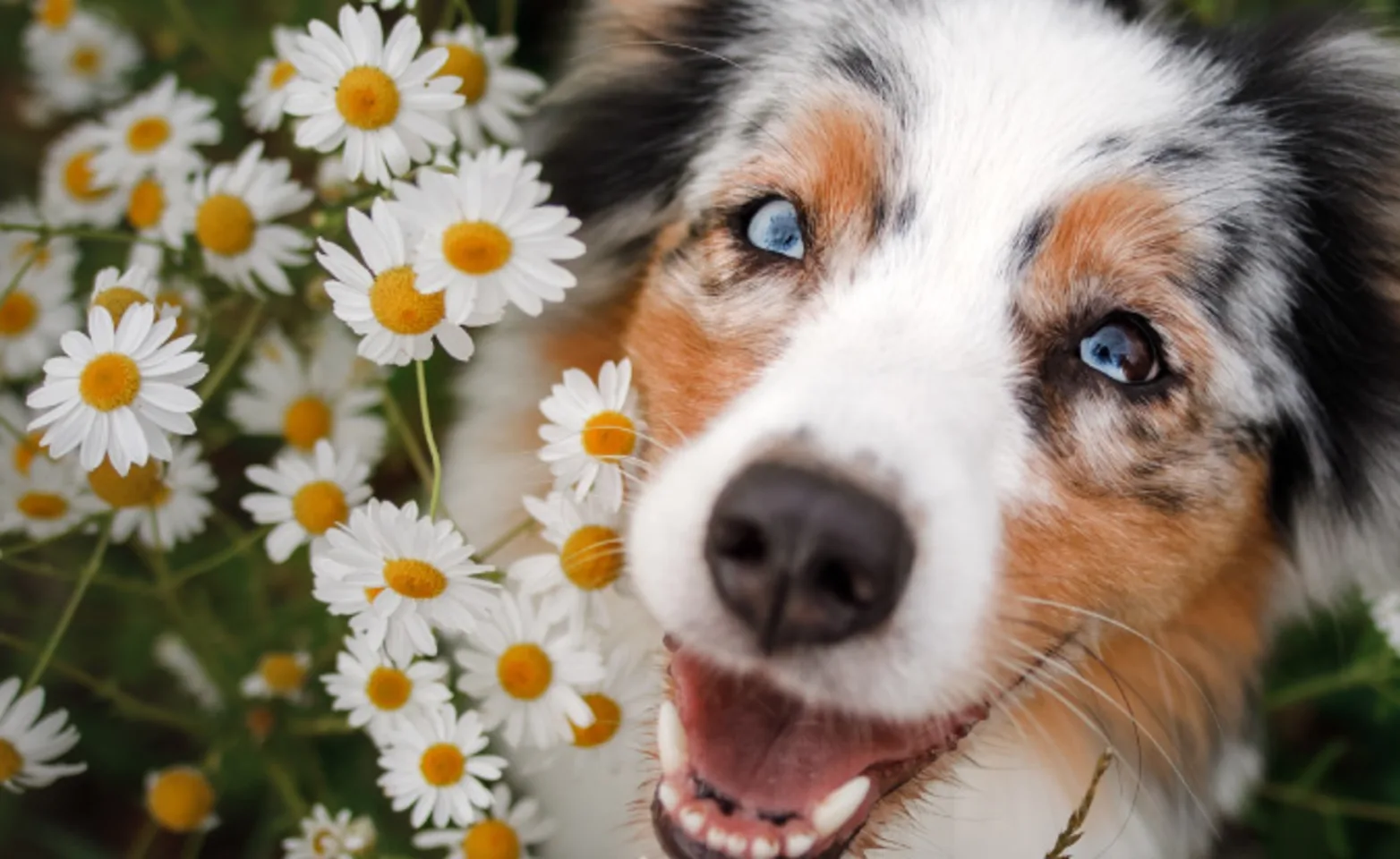 Blue eyed dog with flowers Blue eyed dog with flowers
