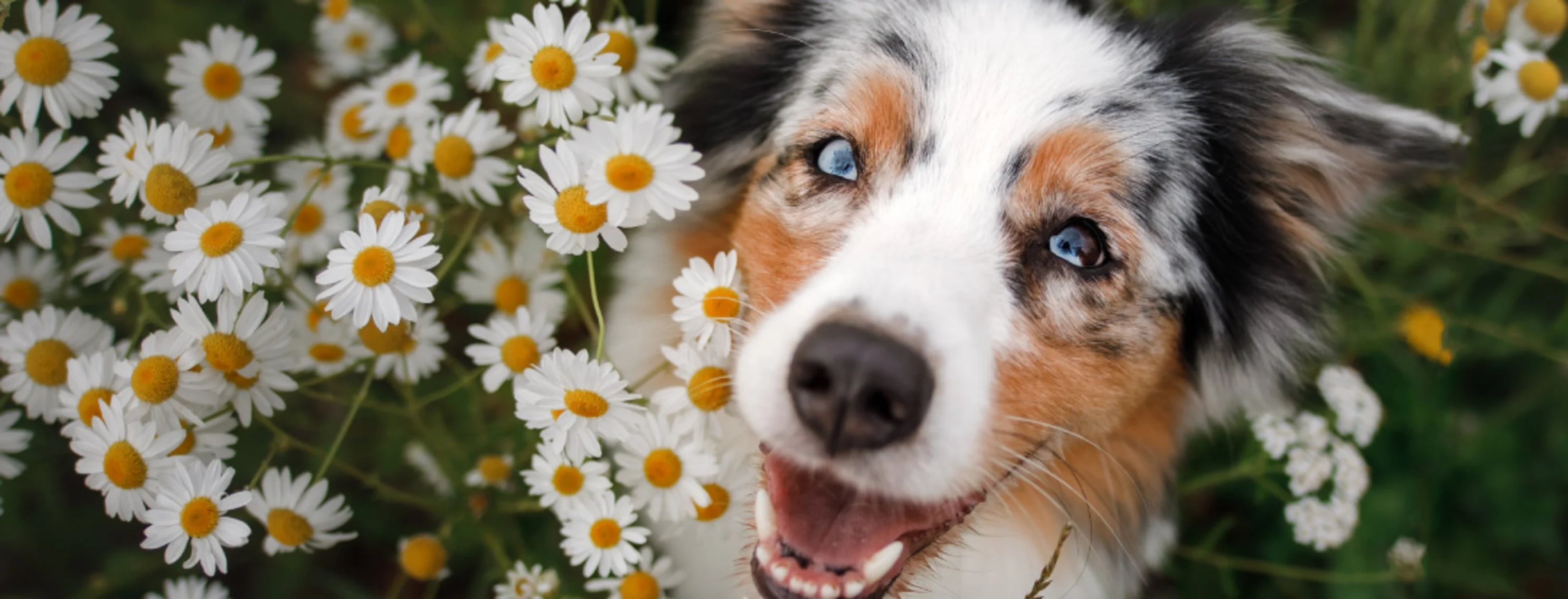 Blue eyed dog with flowers Blue eyed dog with flowers