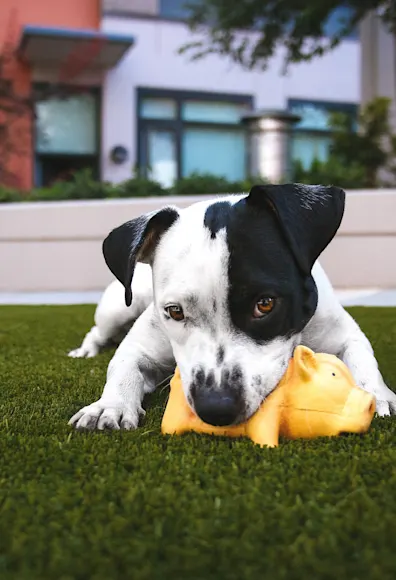 dog with toy dog with toy