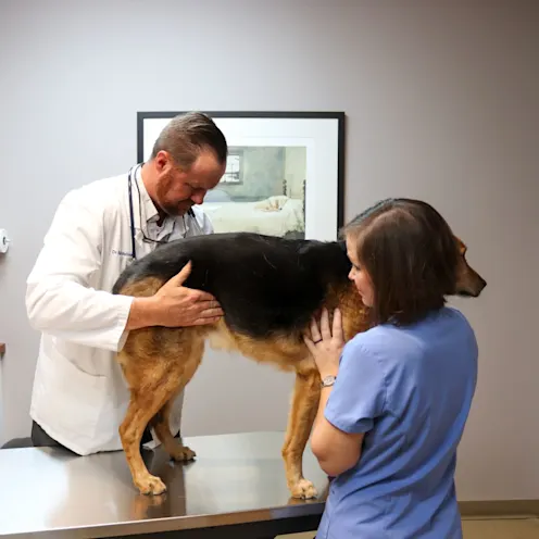 IV & CH Dog Exam IV & CH Dog Exam