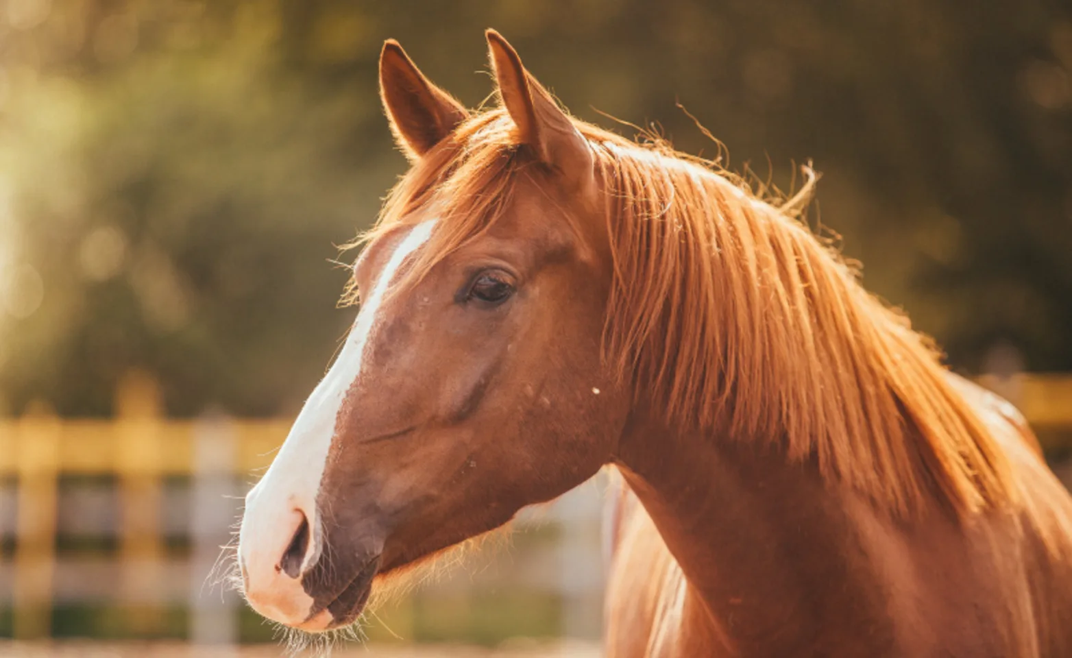 Brown rural horse in sun