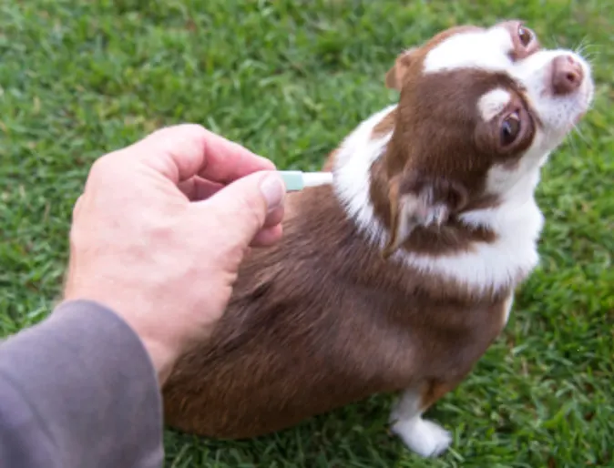 Owner Giving a Small Brown/White Dog Flea Medication Owner Giving a Small Brown/White Dog Flea Medication