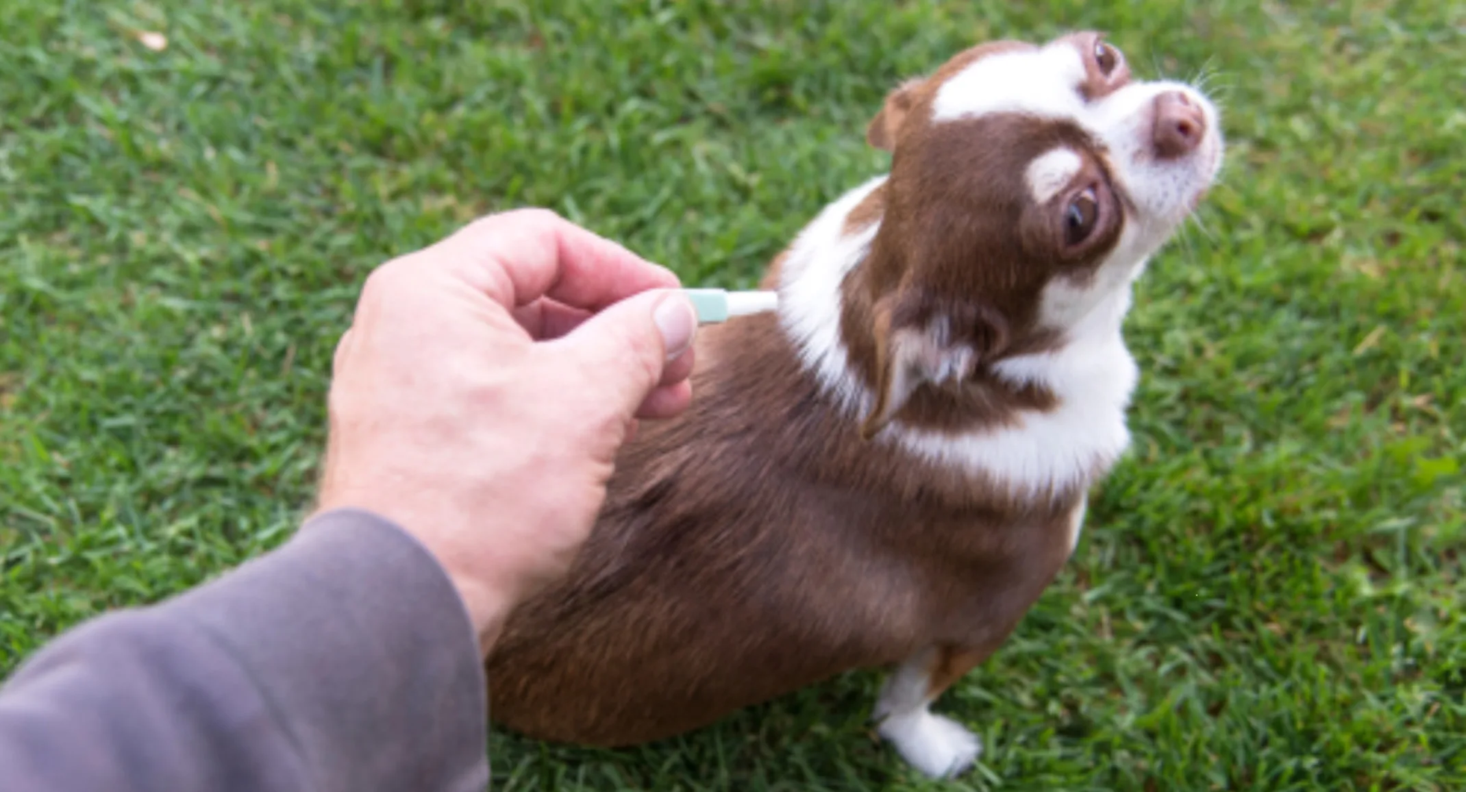 Owner Giving a Small Brown/White Dog Flea Medication Owner Giving a Small Brown/White Dog Flea Medication