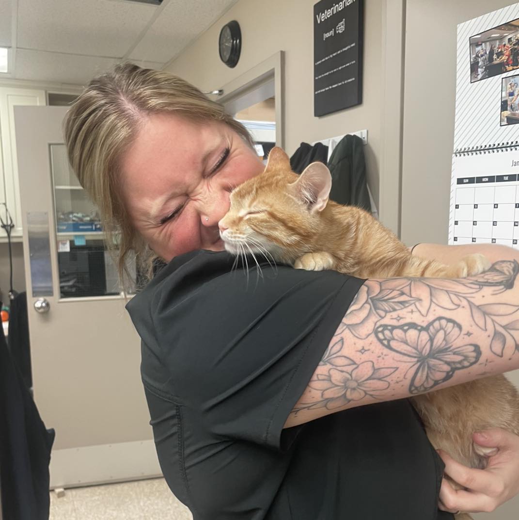 Feline Pet Care Plan