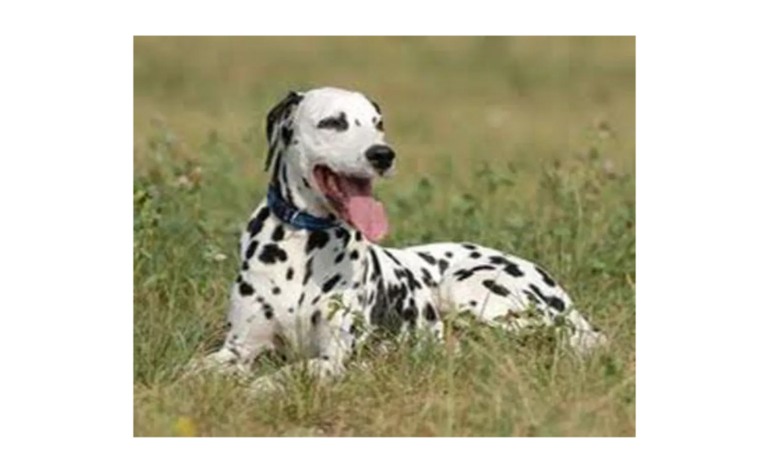 Black and white dog lying in the grass Black and white dog lying in the grass
