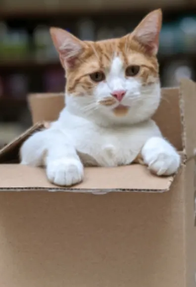 Orange and white cat in a box