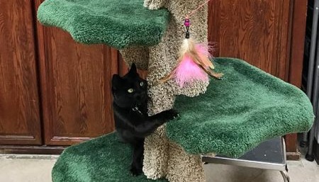 2 Cats Play on a Green Cat Tree