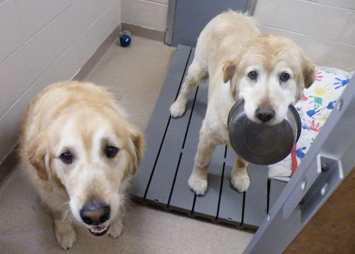 2 labs together at amp K9 Pet Resort & Day Camp