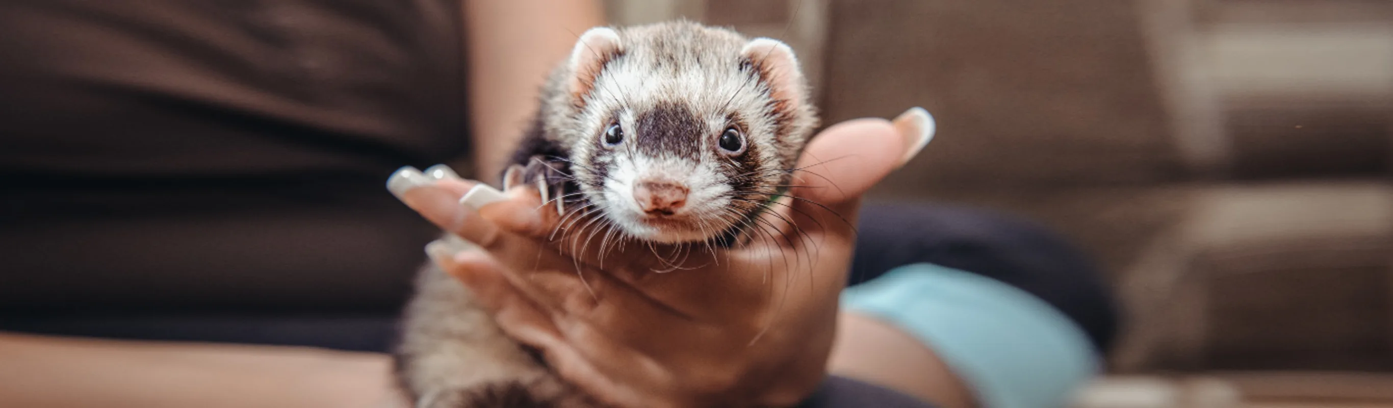 Owner Holding a Baby Ferret Owner Holding a Baby Ferret