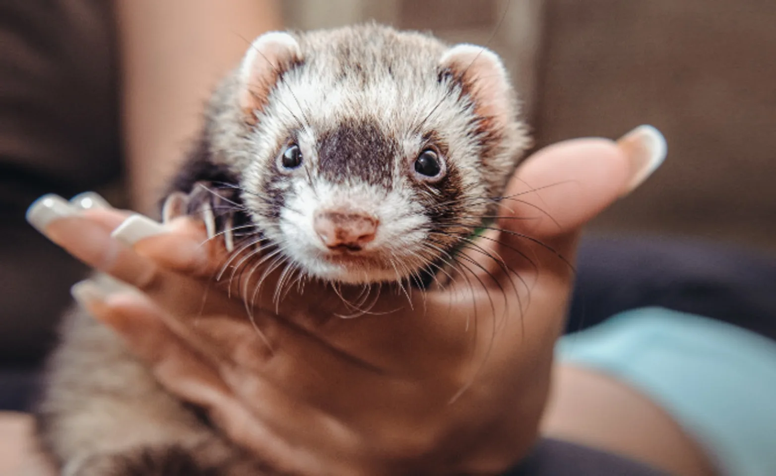 Owner Holding a Baby Ferret Owner Holding a Baby Ferret