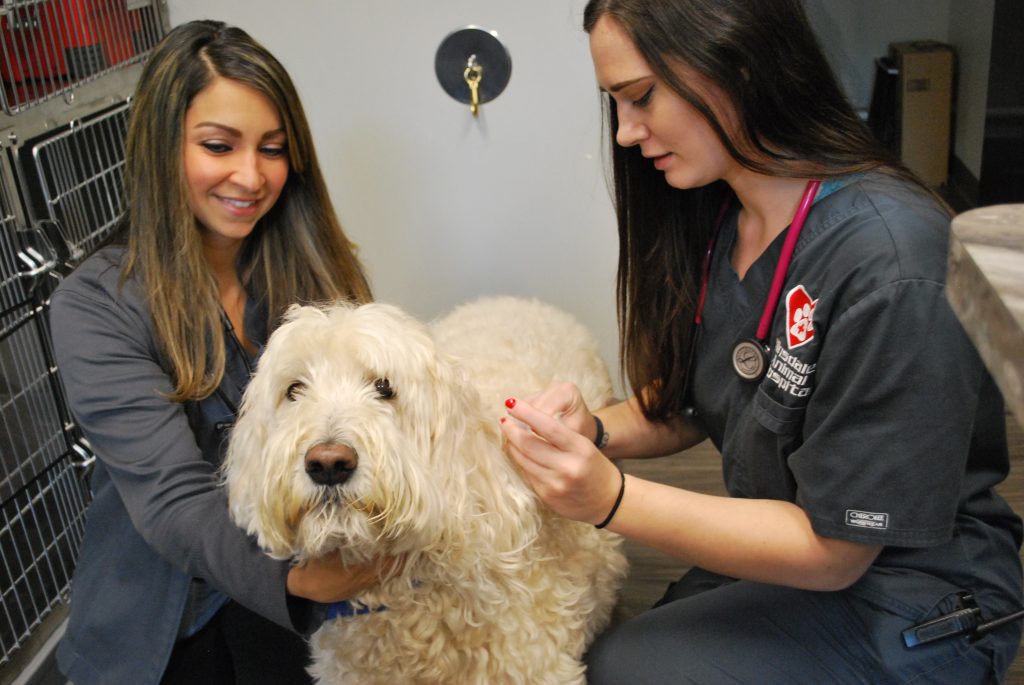 Two Veterinarians with a dog