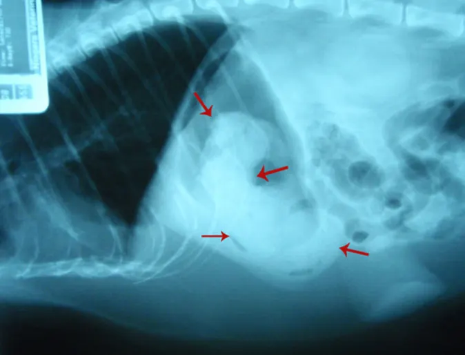 X-ray that showcases the monster hairball X-ray that showcases the monster hairball