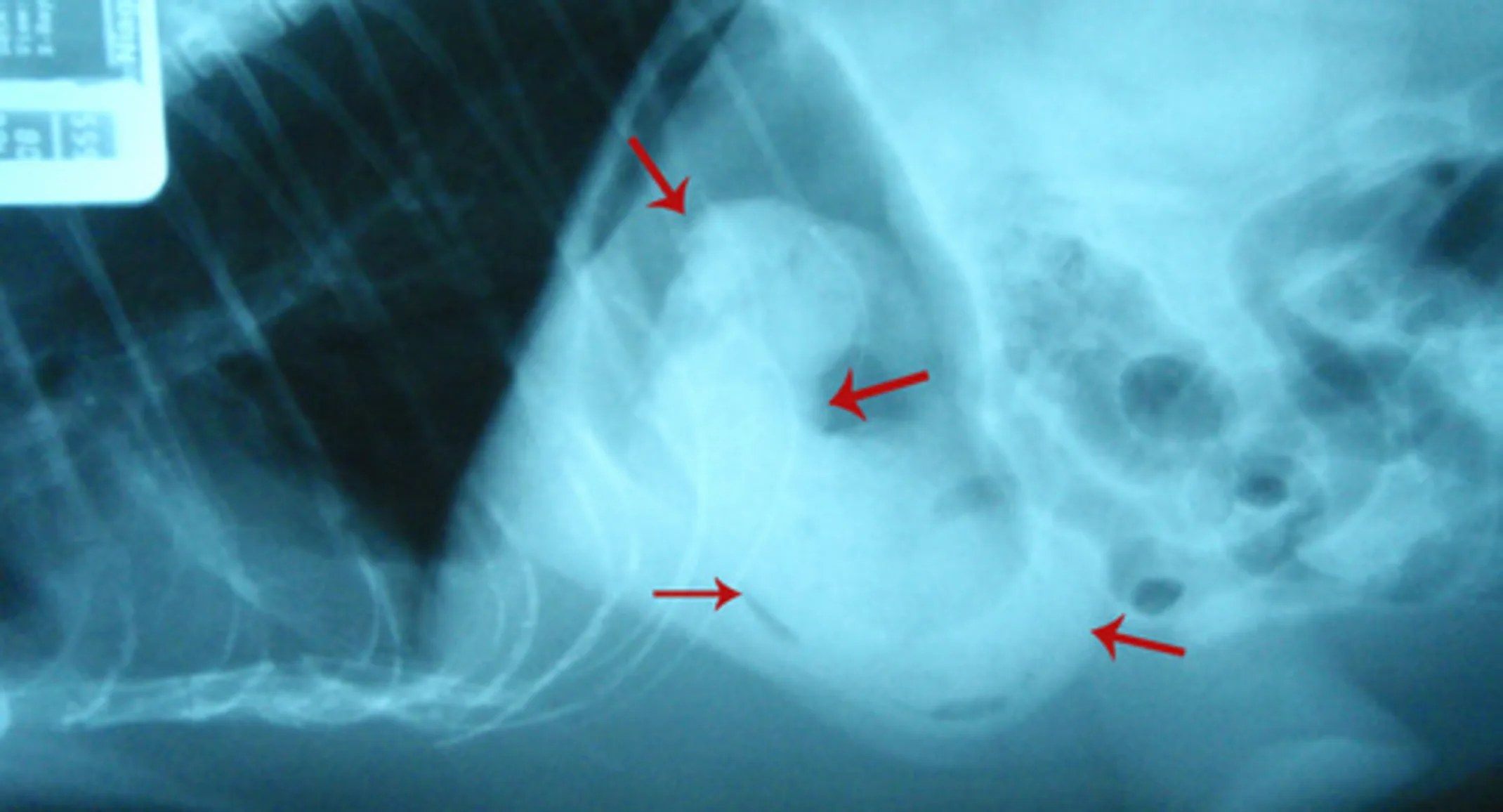 X-ray that showcases the monster hairball X-ray that showcases the monster hairball