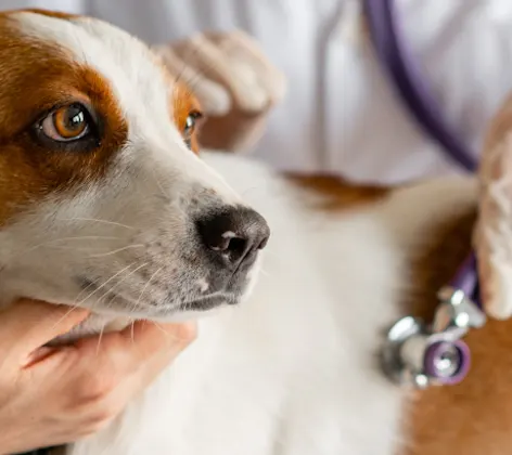 Medium white and brown dog being examined by a veterinarian with a stethoscope Medium white and brown dog being examined by a veterinarian with a stethoscope