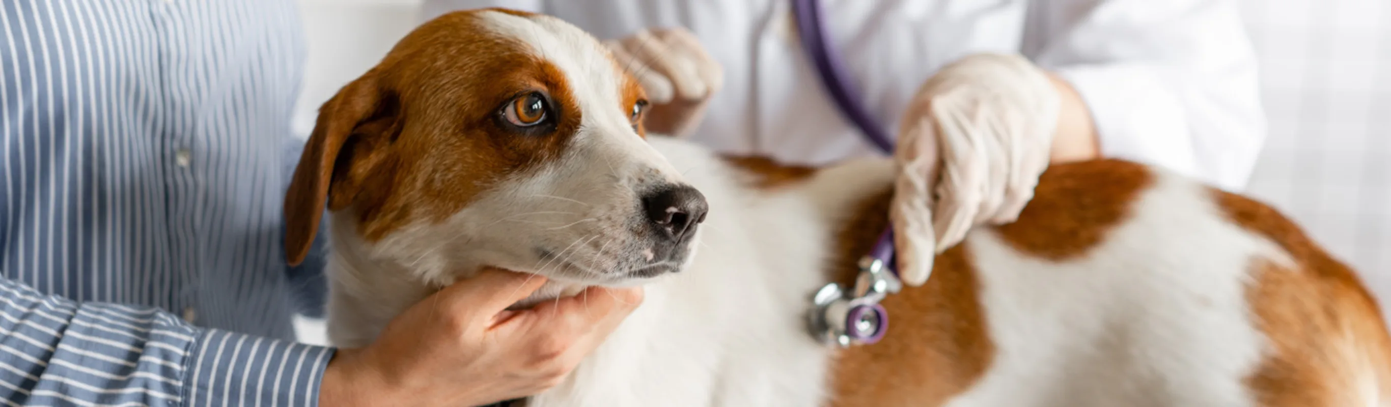 Medium white and brown dog being examined by a veterinarian with a stethoscope