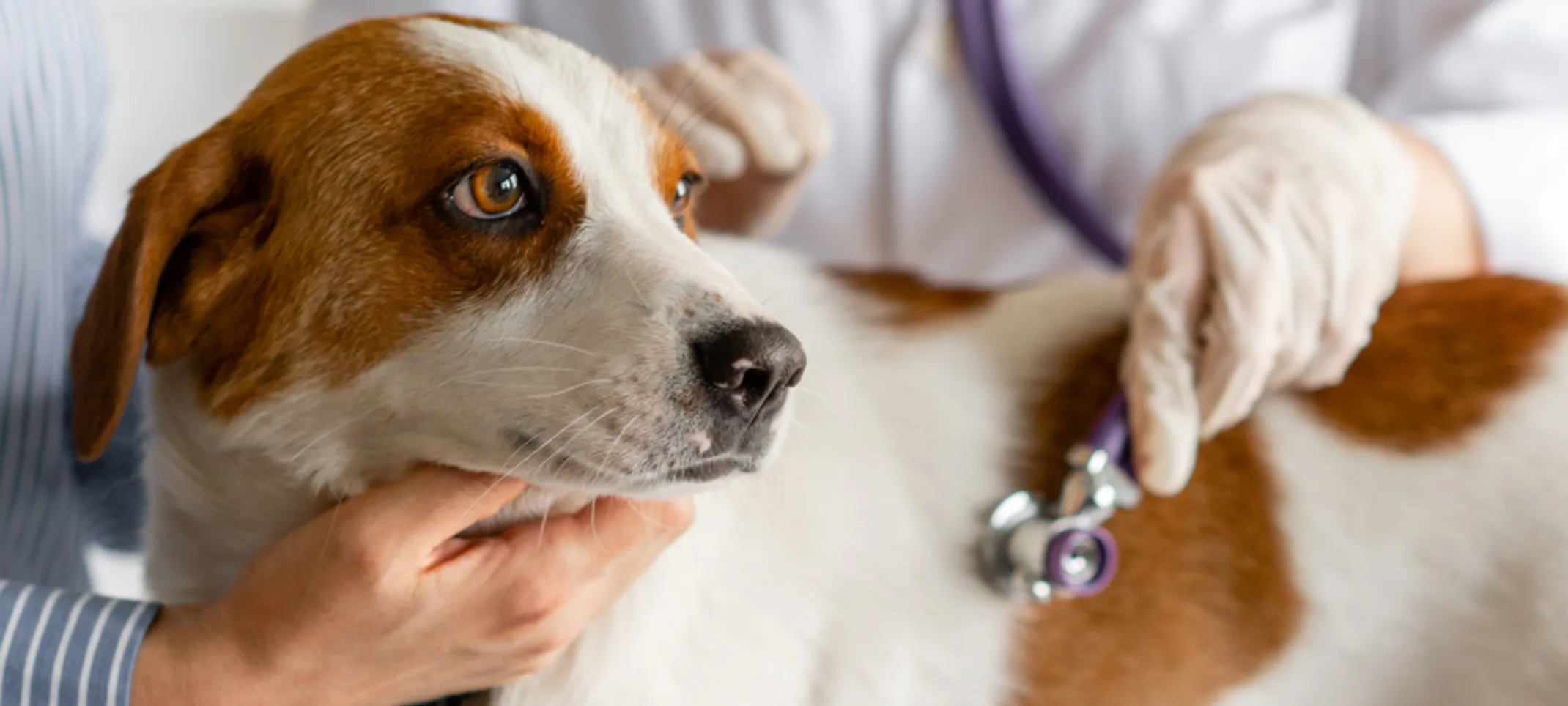 Medium white and brown dog being examined by a veterinarian with a stethoscope Medium white and brown dog being examined by a veterinarian with a stethoscope