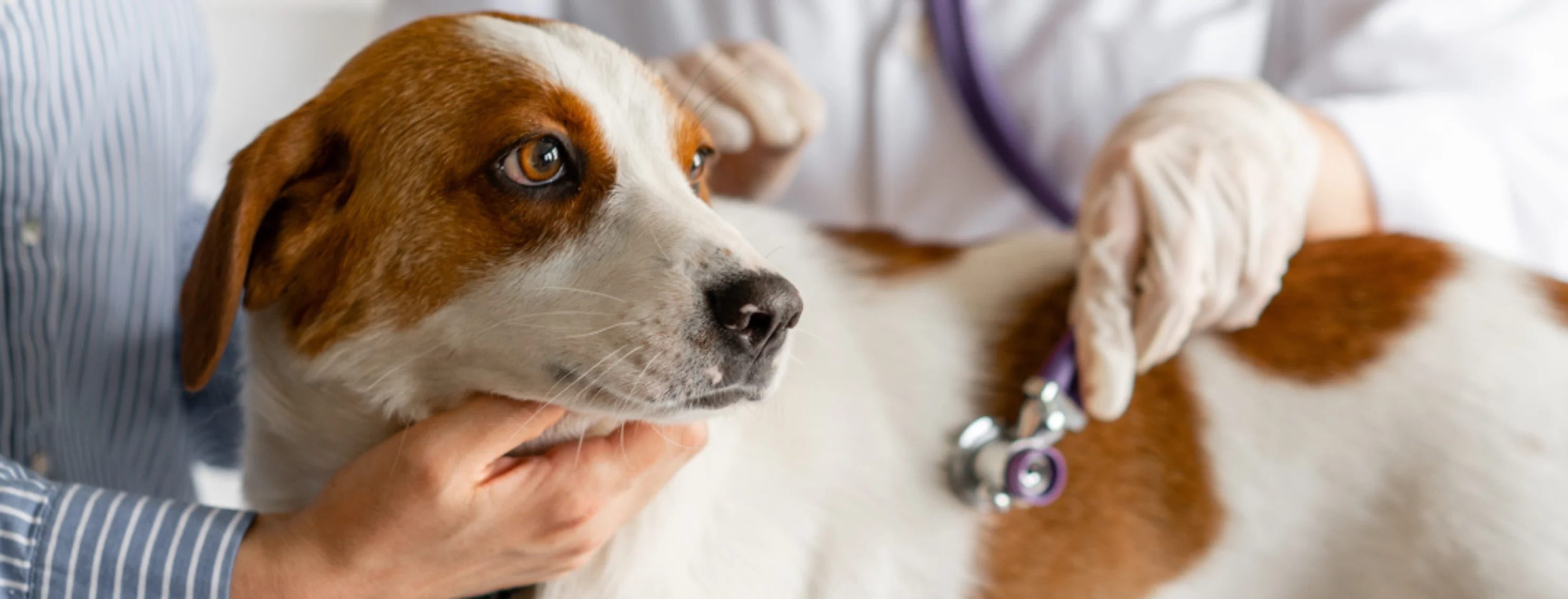 Medium white and brown dog being examined by a veterinarian with a stethoscope Medium white and brown dog being examined by a veterinarian with a stethoscope