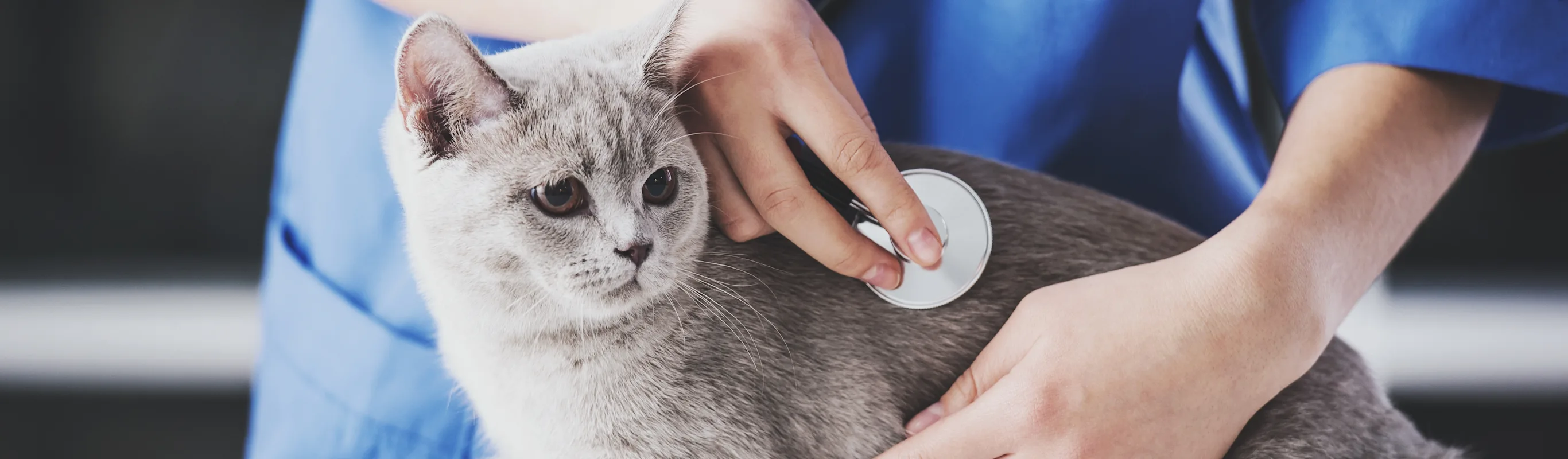 Cat sitting on table with doctor tending to it