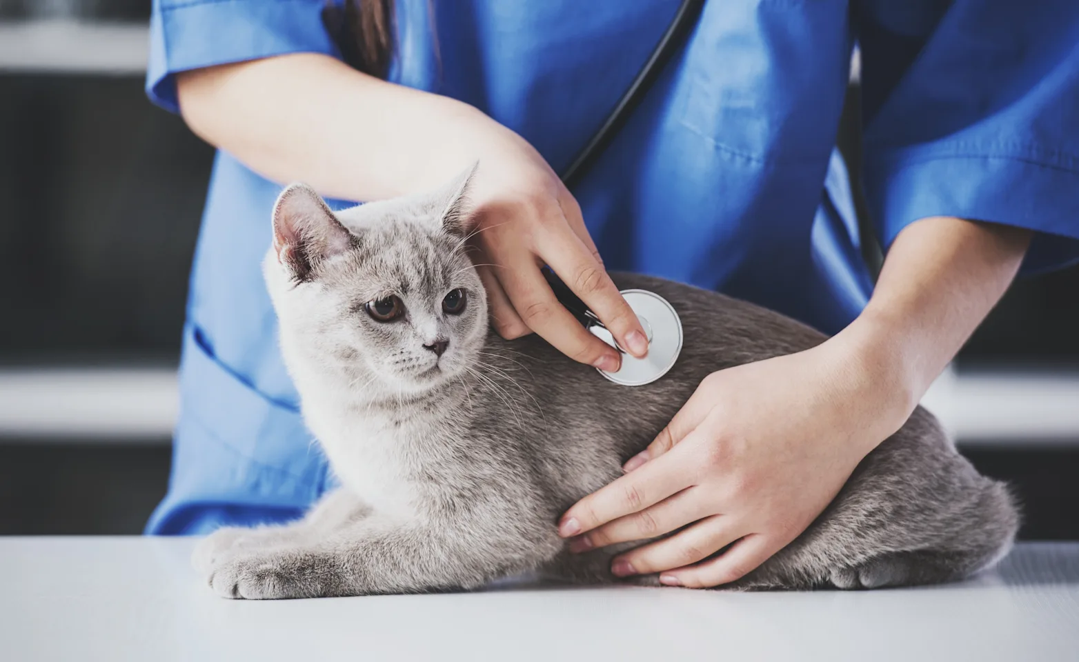 Cat sitting on table with doctor tending to it Cat sitting on table with doctor tending to it
