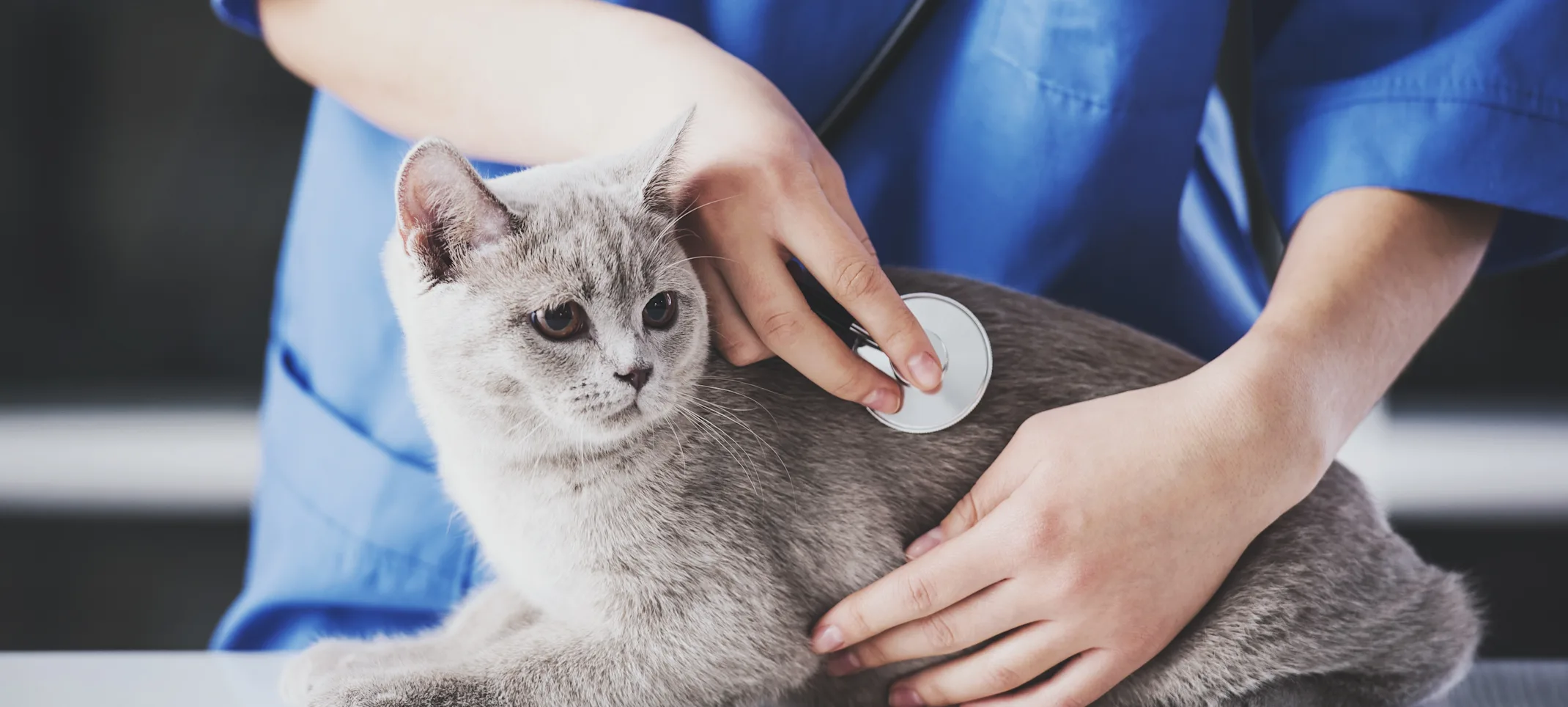 Cat sitting on table with doctor tending to it Cat sitting on table with doctor tending to it