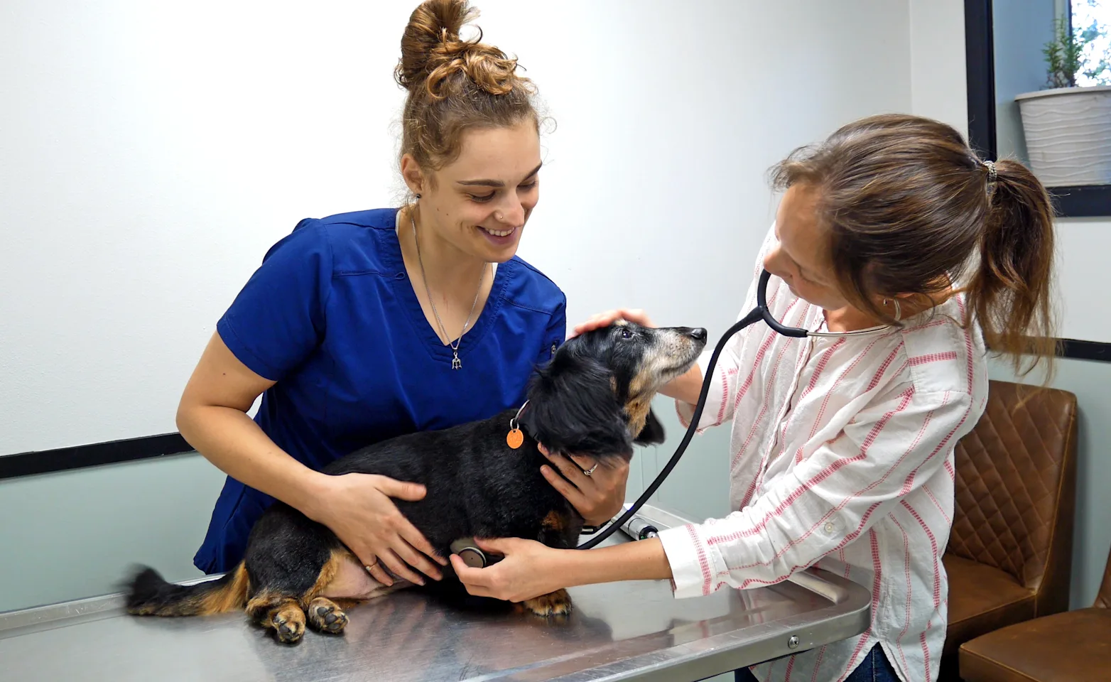 Nurse and Doctor Checking Up on Dog Nurse and Doctor Checking Up on Dog
