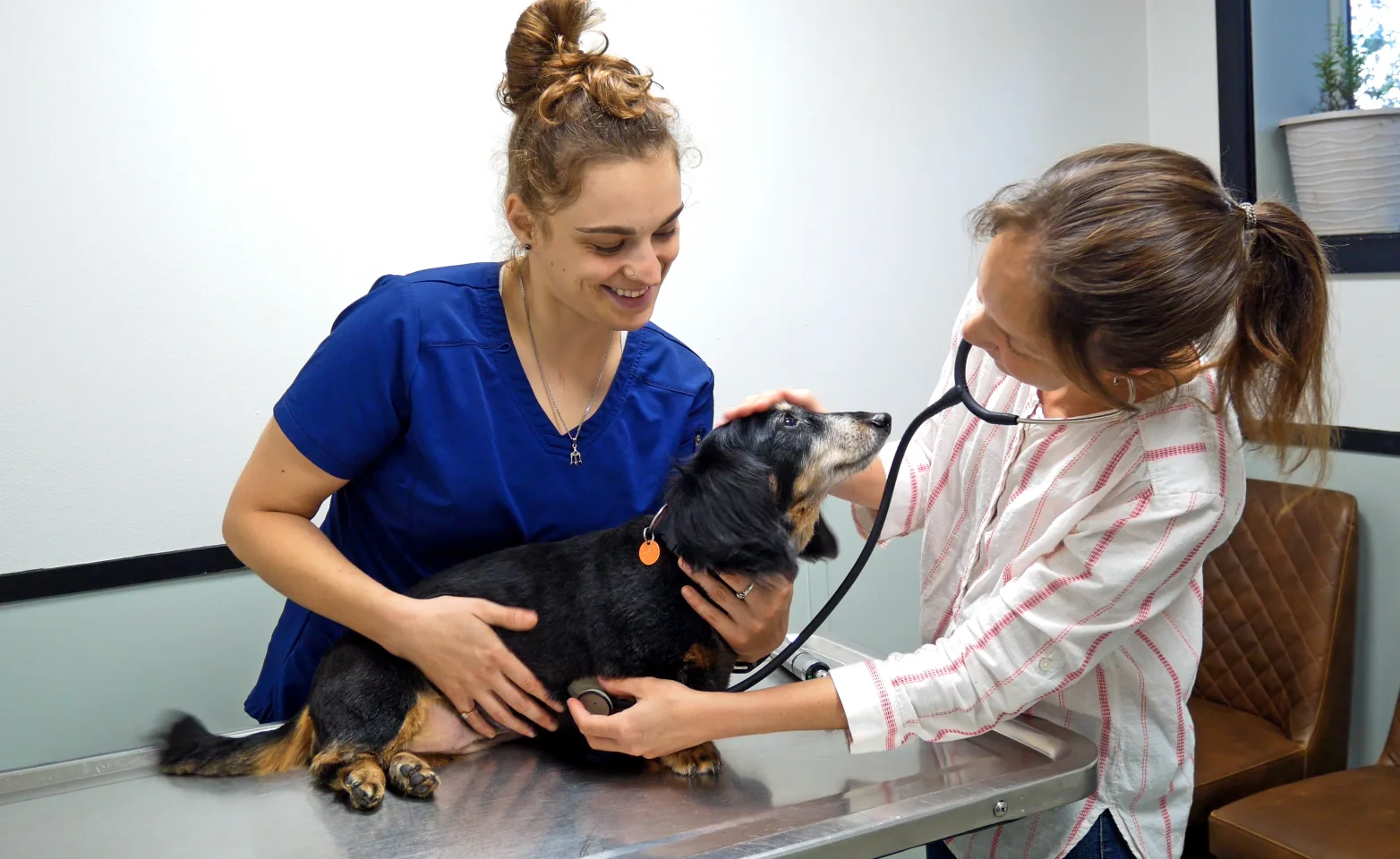Nurse and Doctor Checking Up on Dog