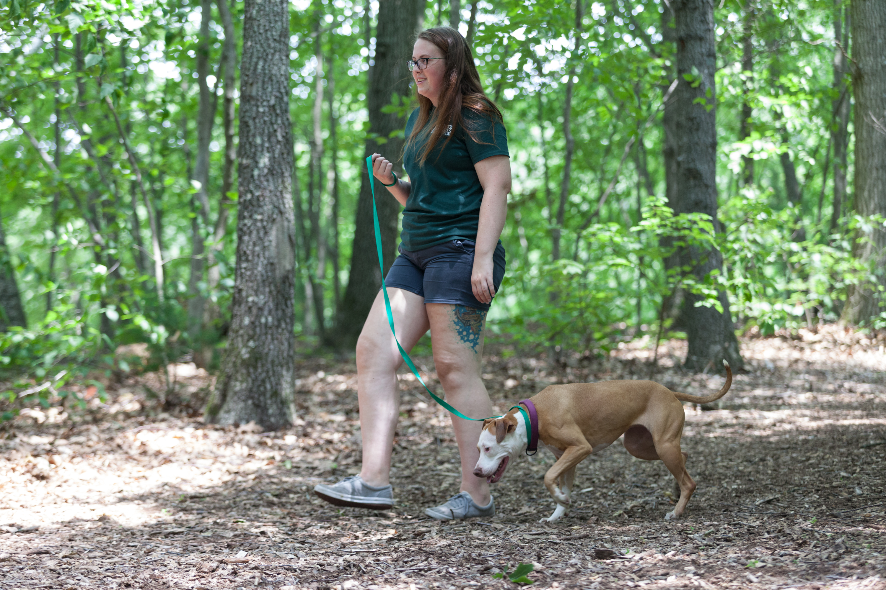 Candlewick Kennels Dog Walk