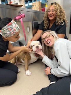 Rylee at Animal Medical Center of Amarillo