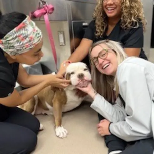 Rylee at Animal Medical Center of Amarillo Rylee at Animal Medical Center of Amarillo