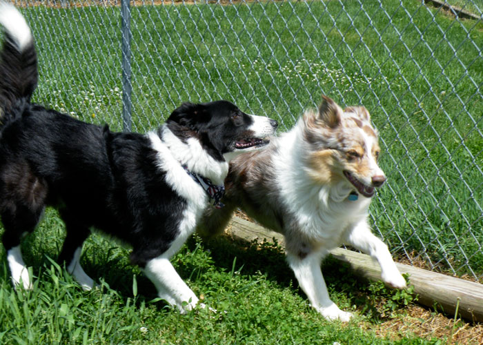 Dogs playing 