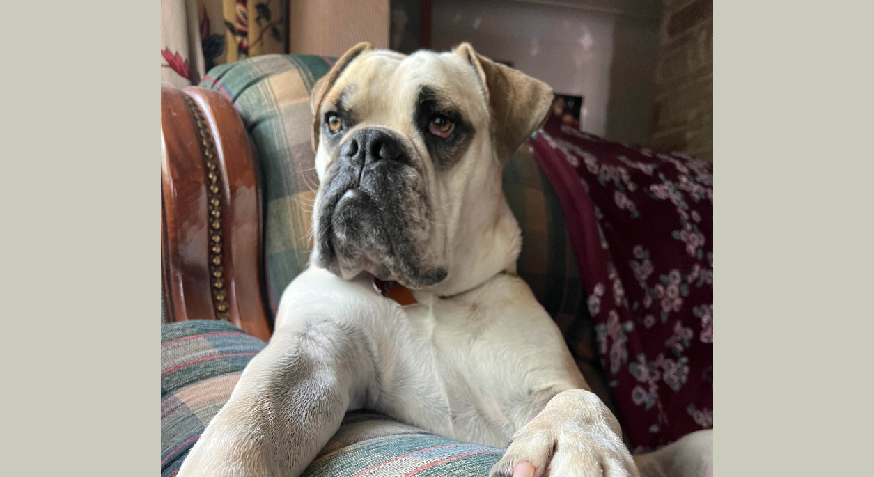 Popeye the English Bulldog