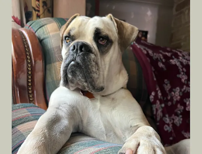 Popeye the English Bulldog Popeye the English Bulldog