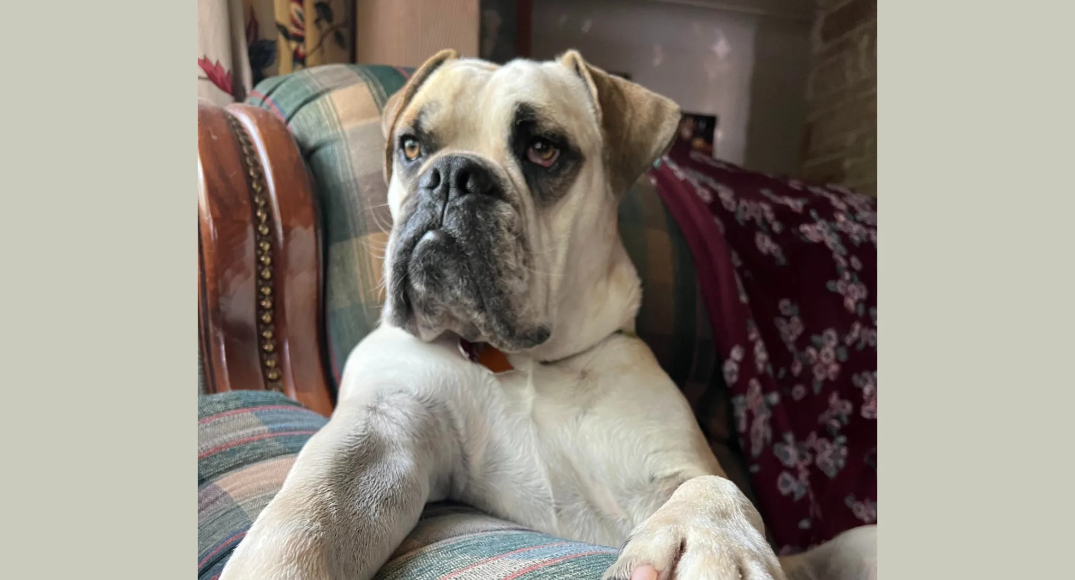 Popeye the English Bulldog Popeye the English Bulldog