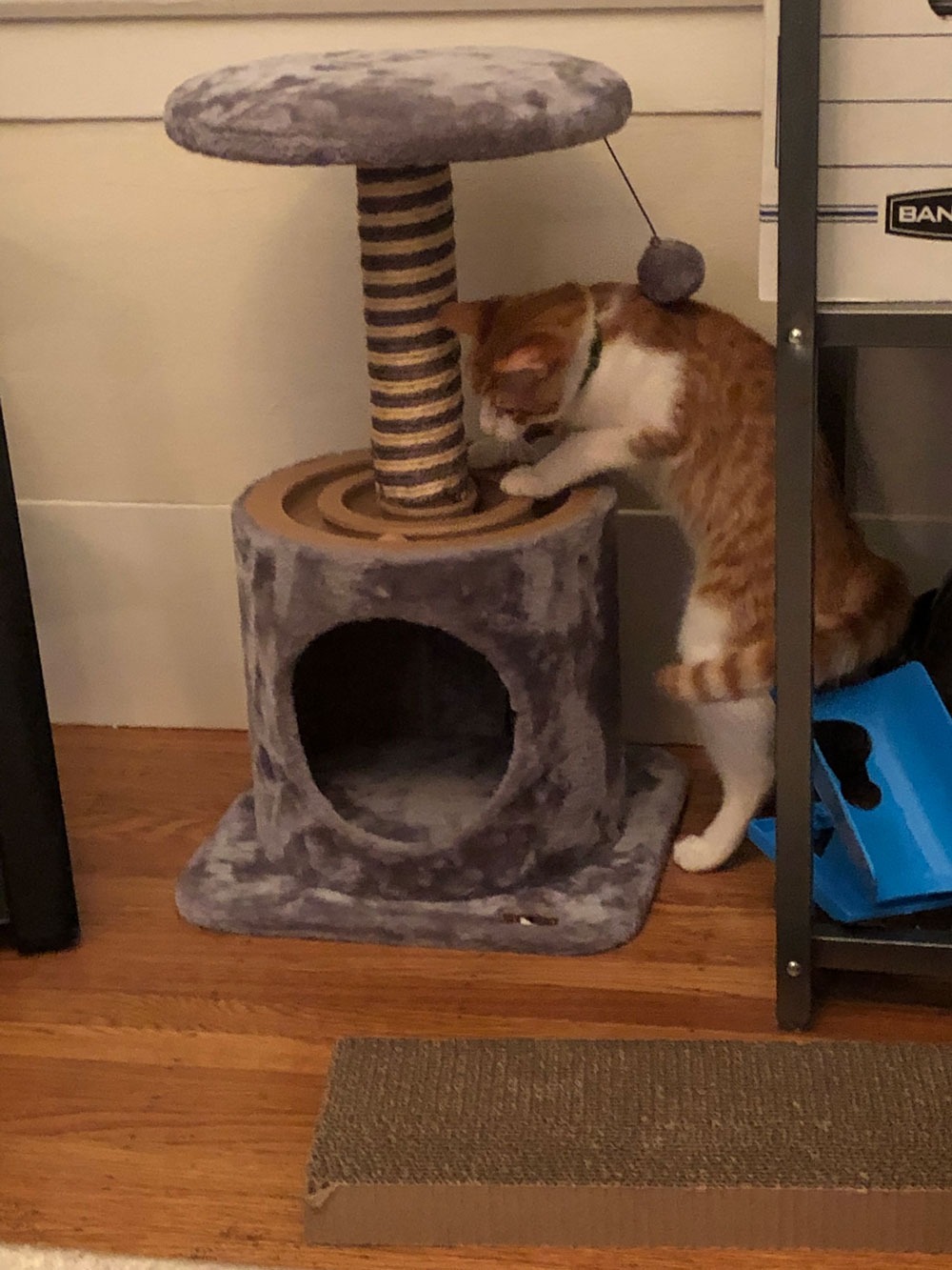  Cat is playing with his tree tower