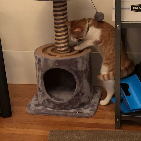 Cat is playing with his tree tower Cat is playing with his tree tower