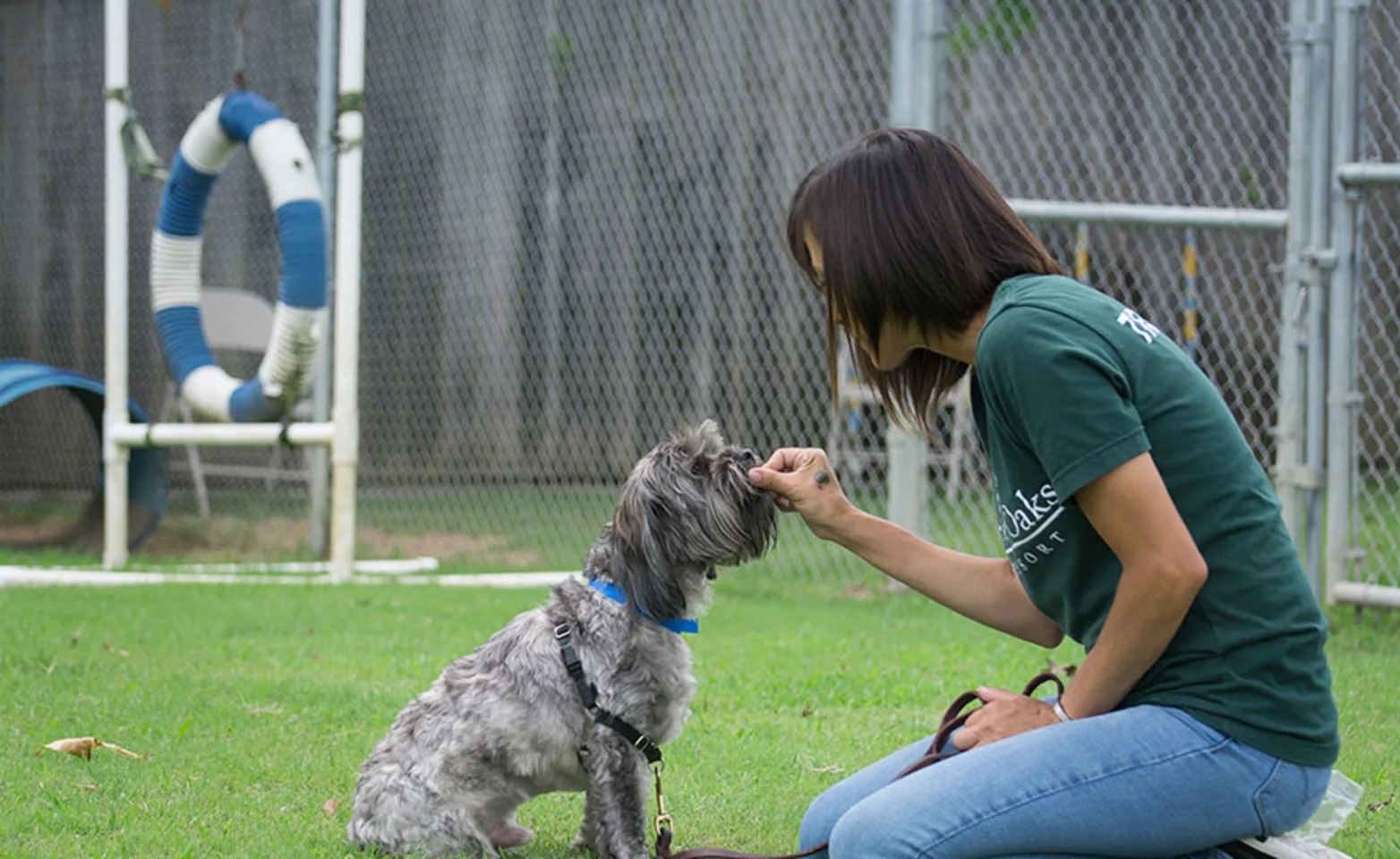 Staff training dog at Rover Oaks Pet Resort