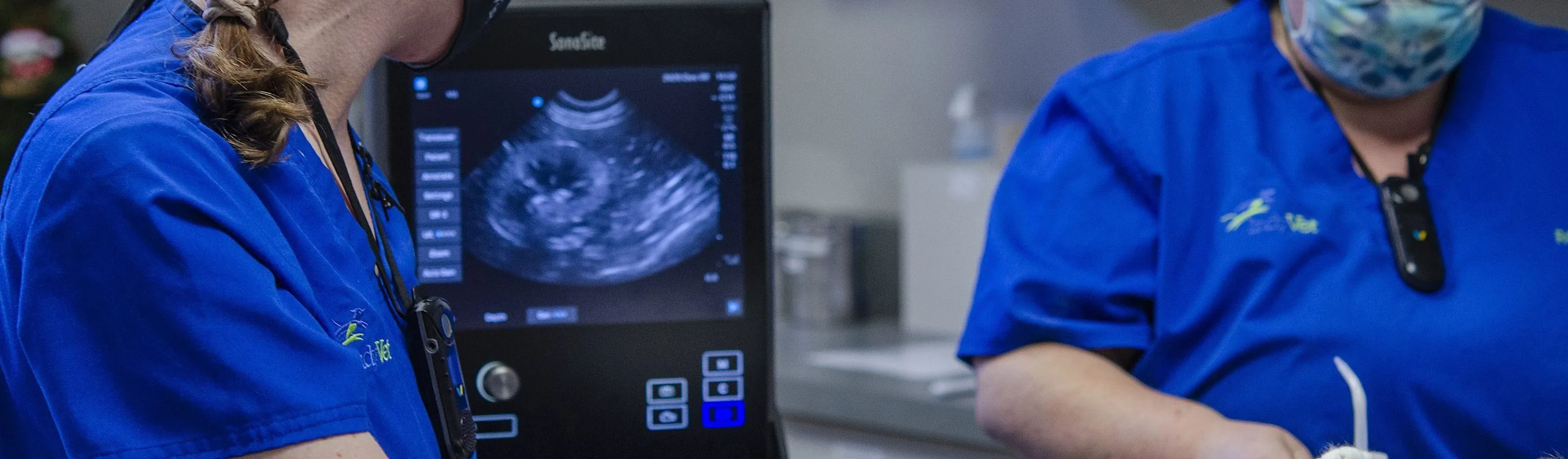 Two veterinarians performing an ultrasound on patient Two veterinarians performing an ultrasound on patient