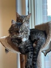 Two Cats Cuddling
