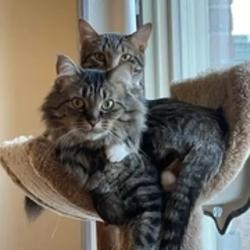 Two Cats Cuddling Two Cats Cuddling