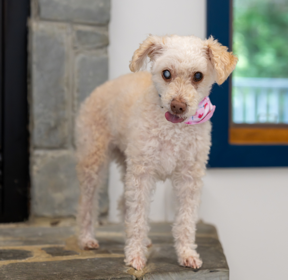 White Bichon Frise wearing pink bandana