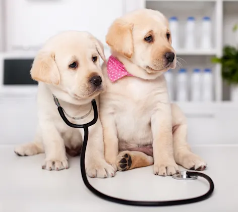 Puppies with stethoscope Puppies with stethoscope