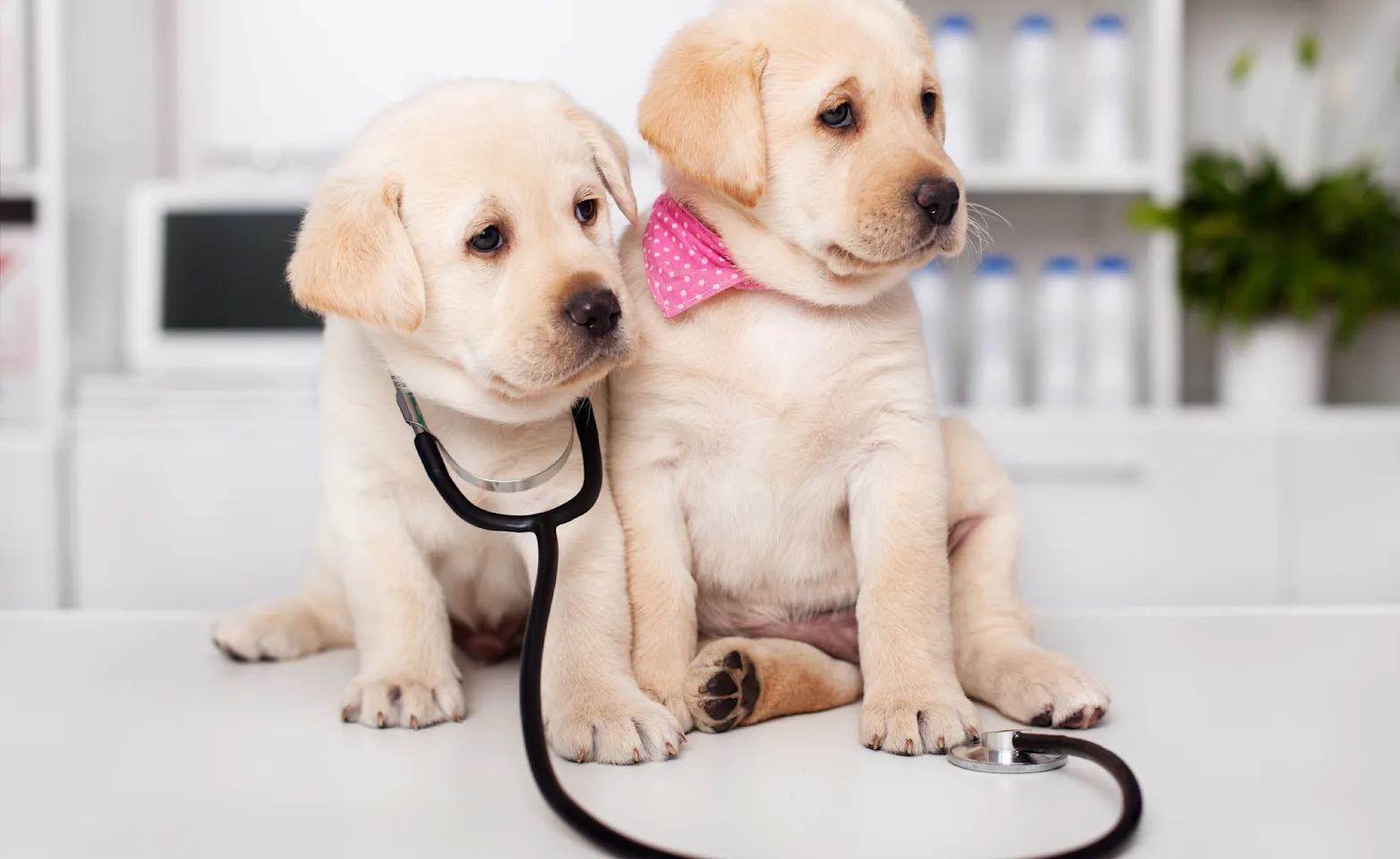 Puppies with stethoscope Puppies with stethoscope