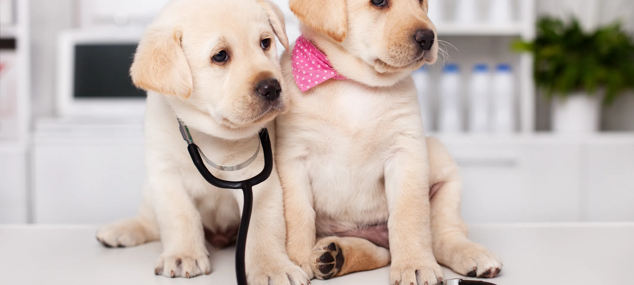 Puppies with stethoscope Puppies with stethoscope