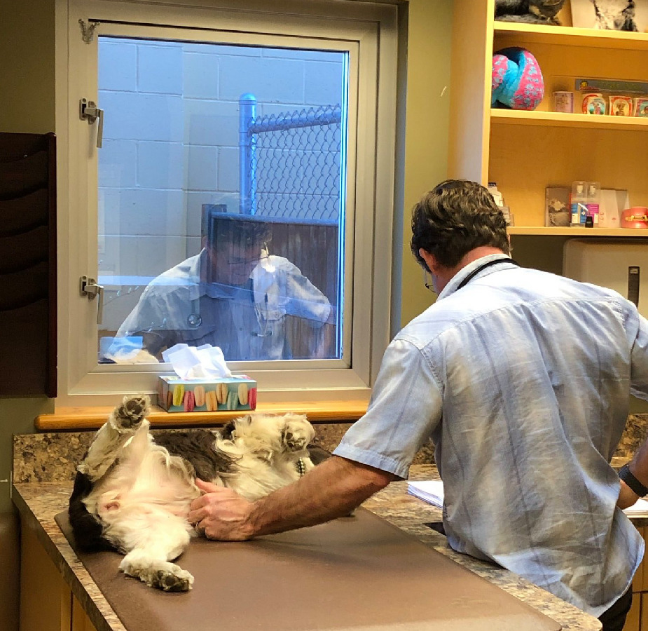 A veterinarian petting the stomach of a dog during an examination
