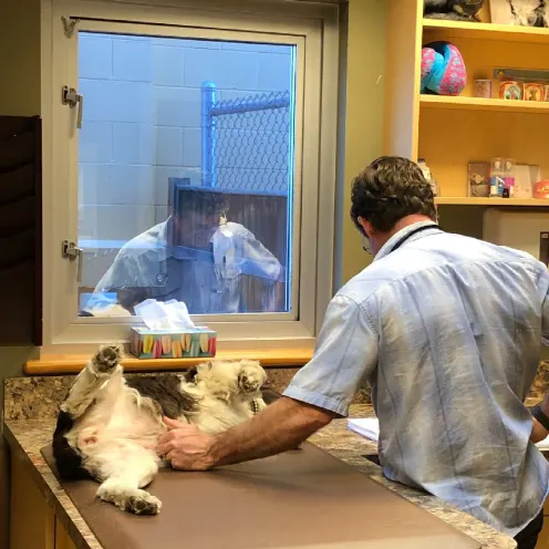 A veterinarian petting the stomach of a dog during an examination