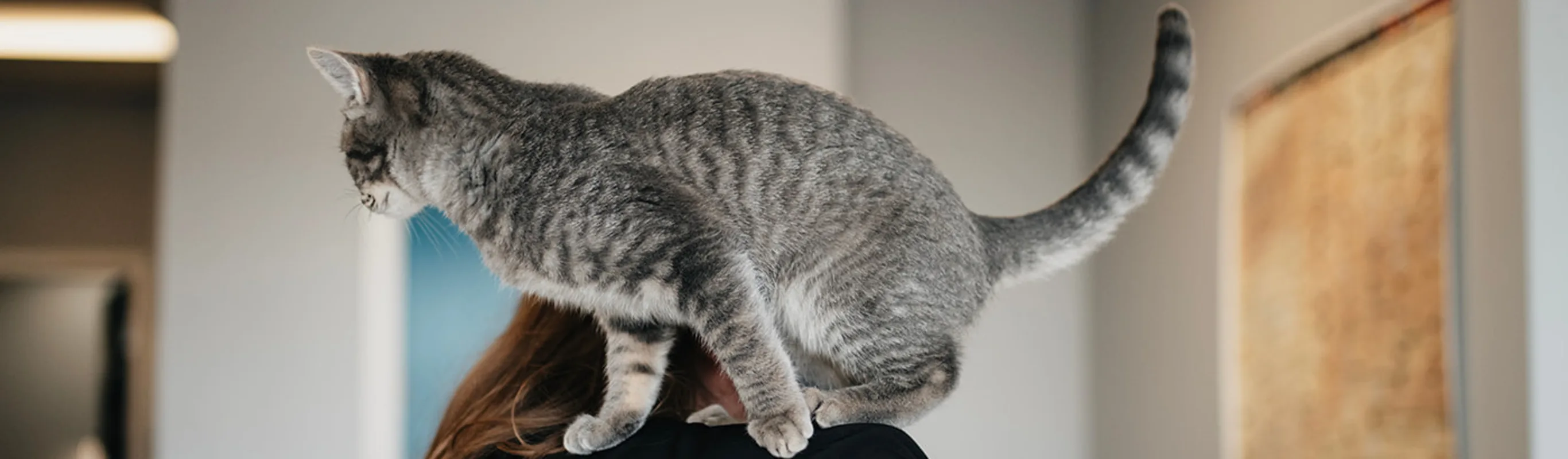 Gray brindle cat perched on a staff member's shoulder