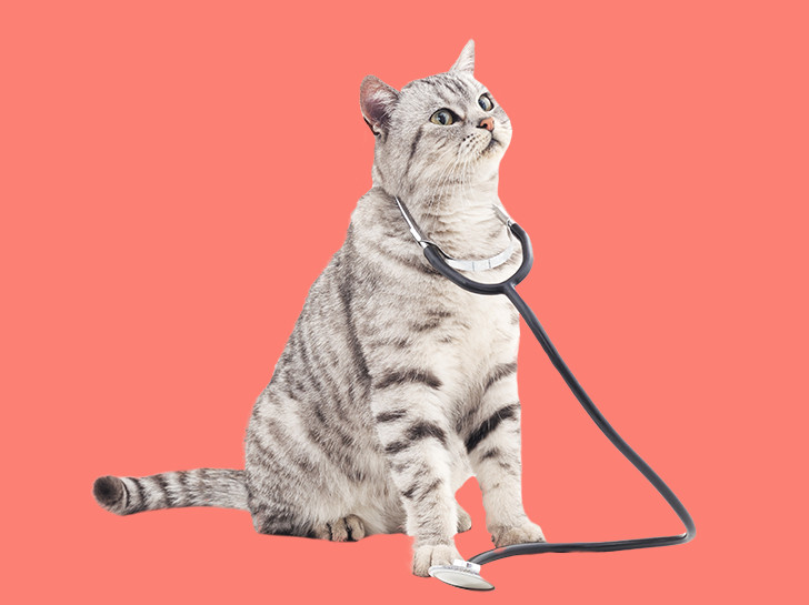 Cat with stethoscope