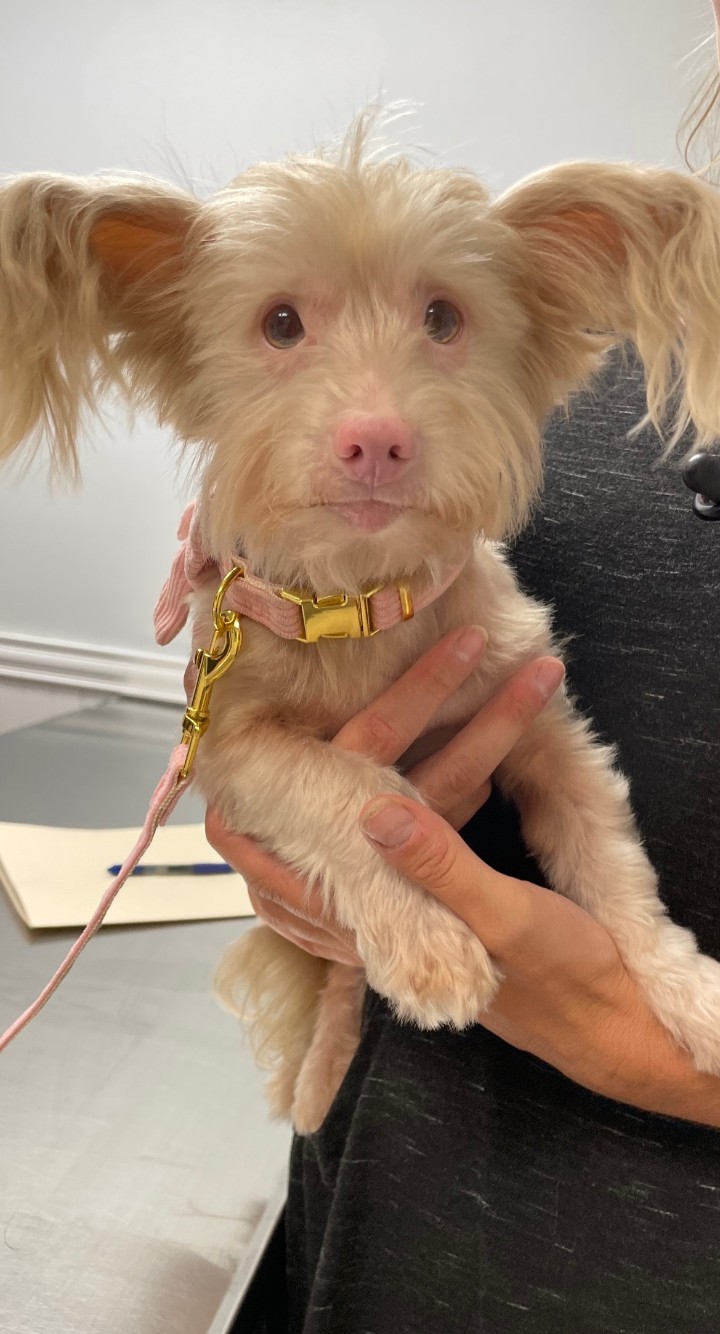 Cute Brown Dog at Frisco Animal Hospital